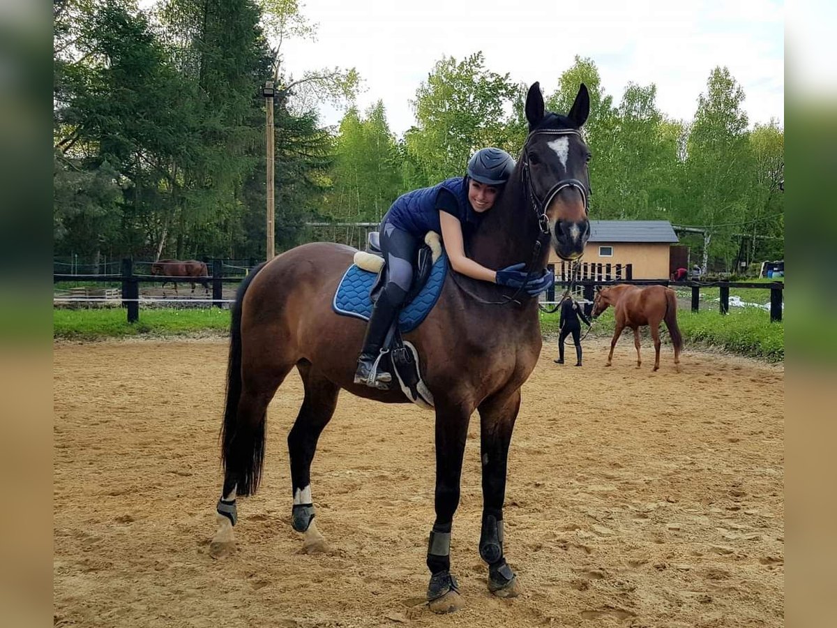 Media sangre polaco Caballo castrado 16 años 174 cm Castaño rojizo in Zabrze