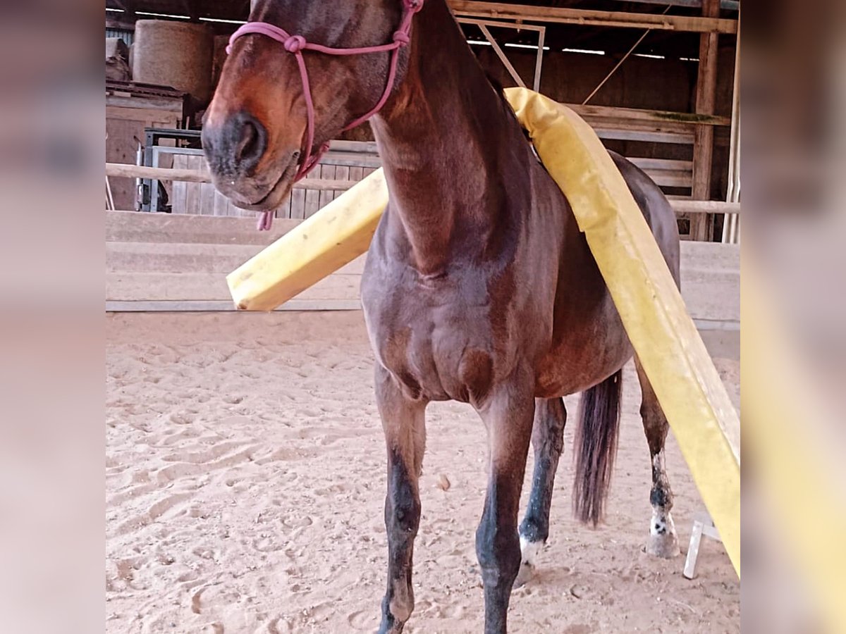 Media sangre polaco Caballo castrado 18 años 175 cm Castaño in Nidderau