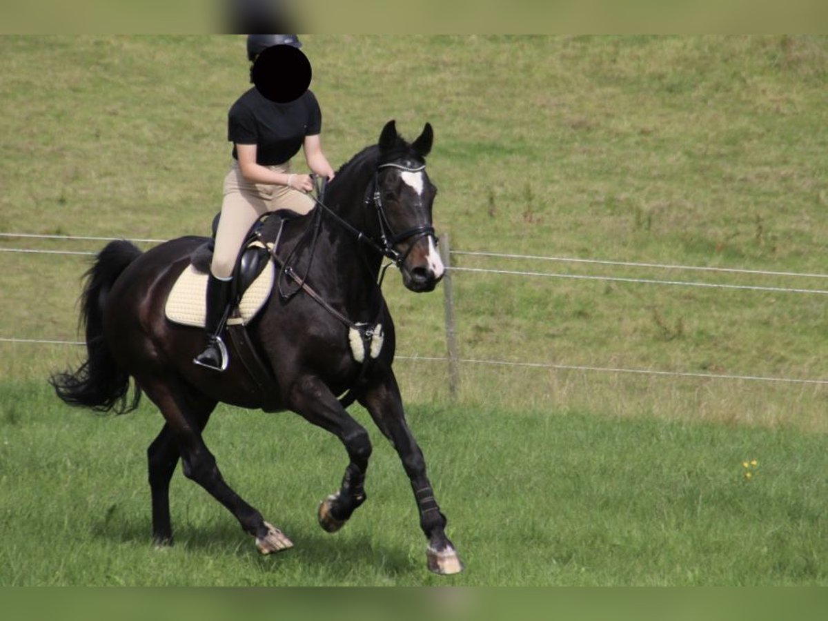 Media sangre polaco Caballo castrado 20 años 164 cm Castaño oscuro in Rambrouch