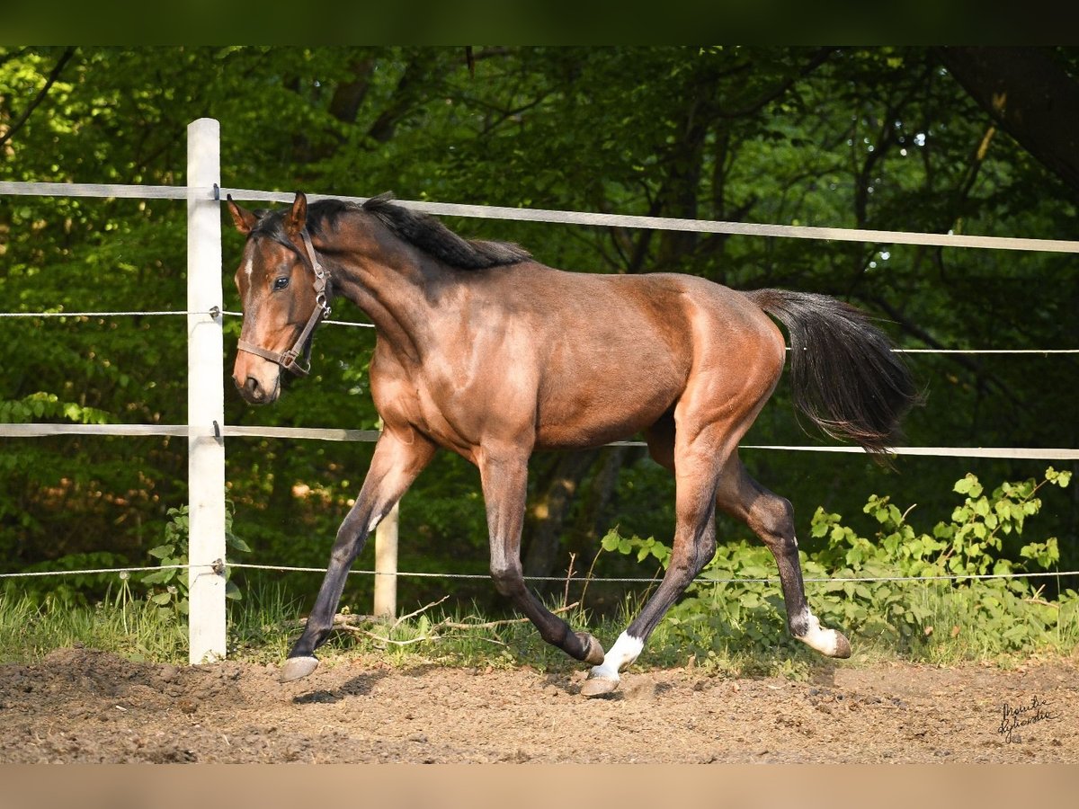 Media sangre polaco Caballo castrado 2 años 153 cm Castaño in Miastko