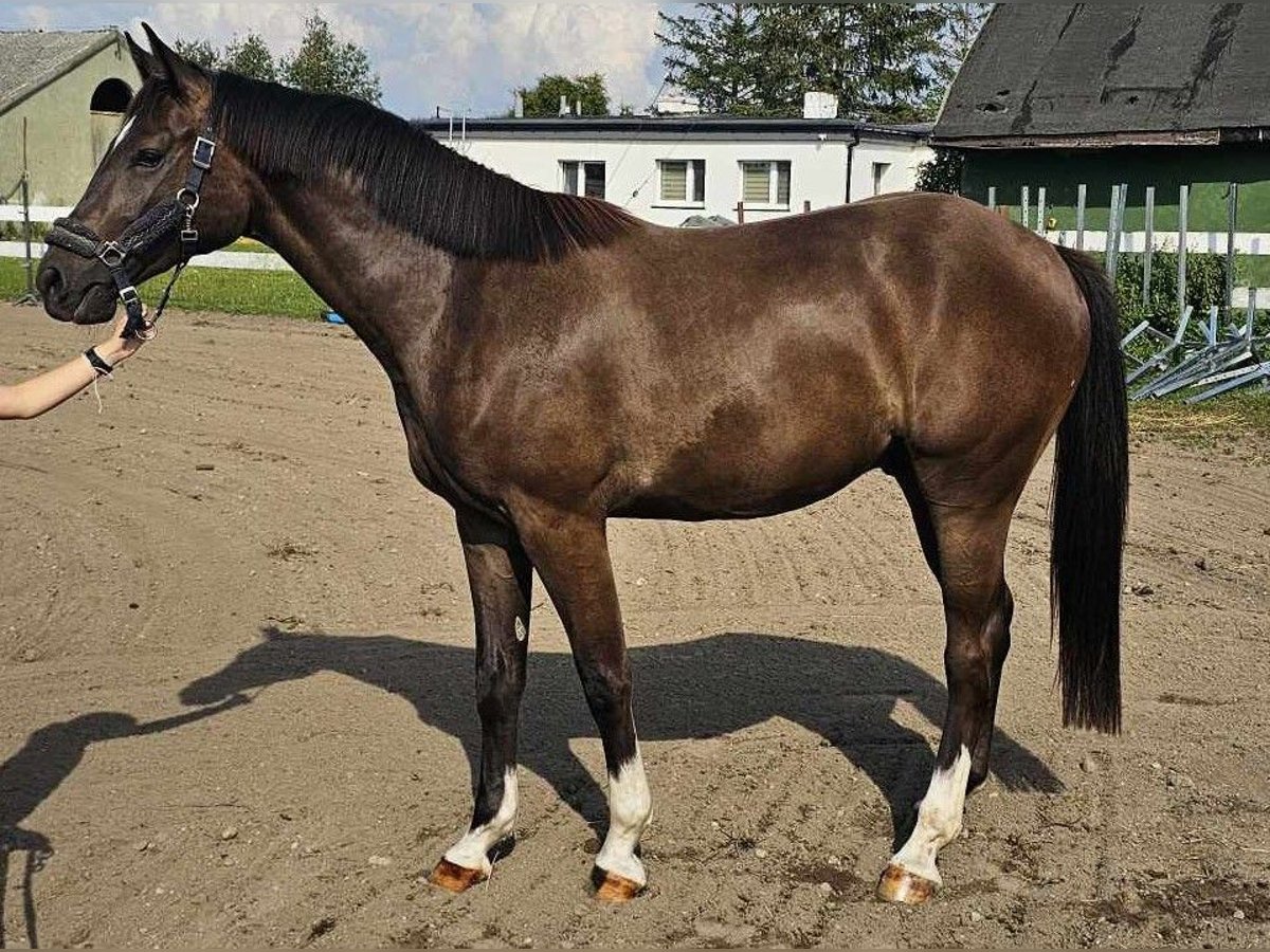 Media sangre polaco Caballo castrado 2 años Morcillo in słupsk