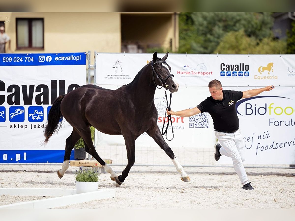 Media sangre polaco Caballo castrado 3 años 155 cm Negro in Strzeszyn
