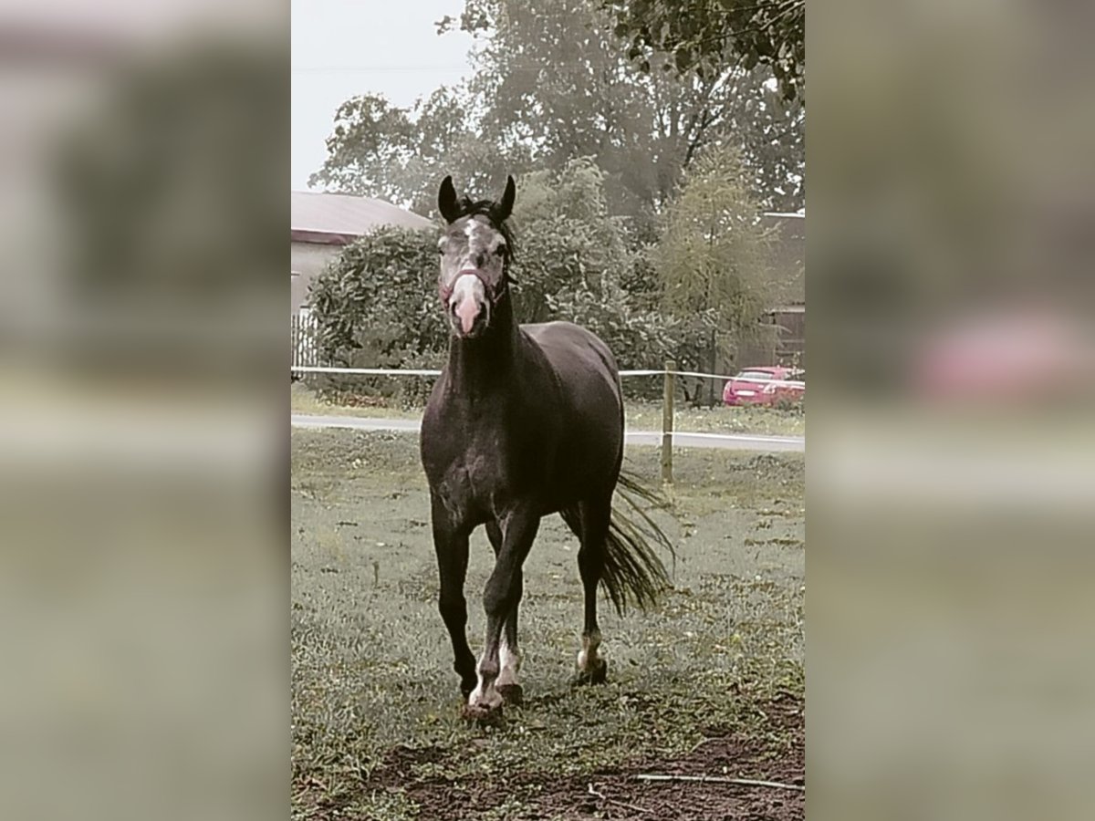 Media sangre polaco Mestizo Caballo castrado 3 años 157 cm Tordo in sadlno