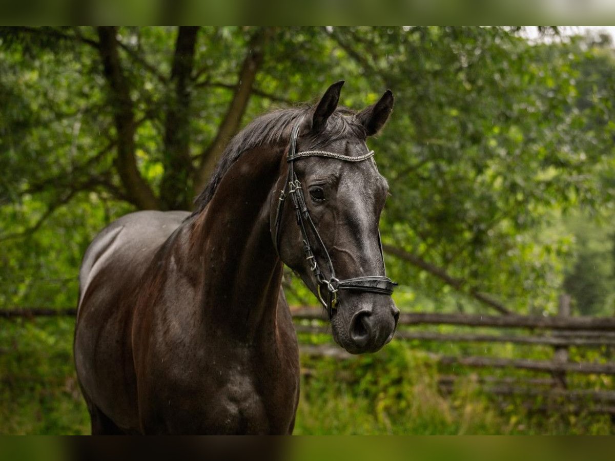 Media sangre polaco Caballo castrado 3 años 160 cm Negro in Wojciesz&#xF3;w