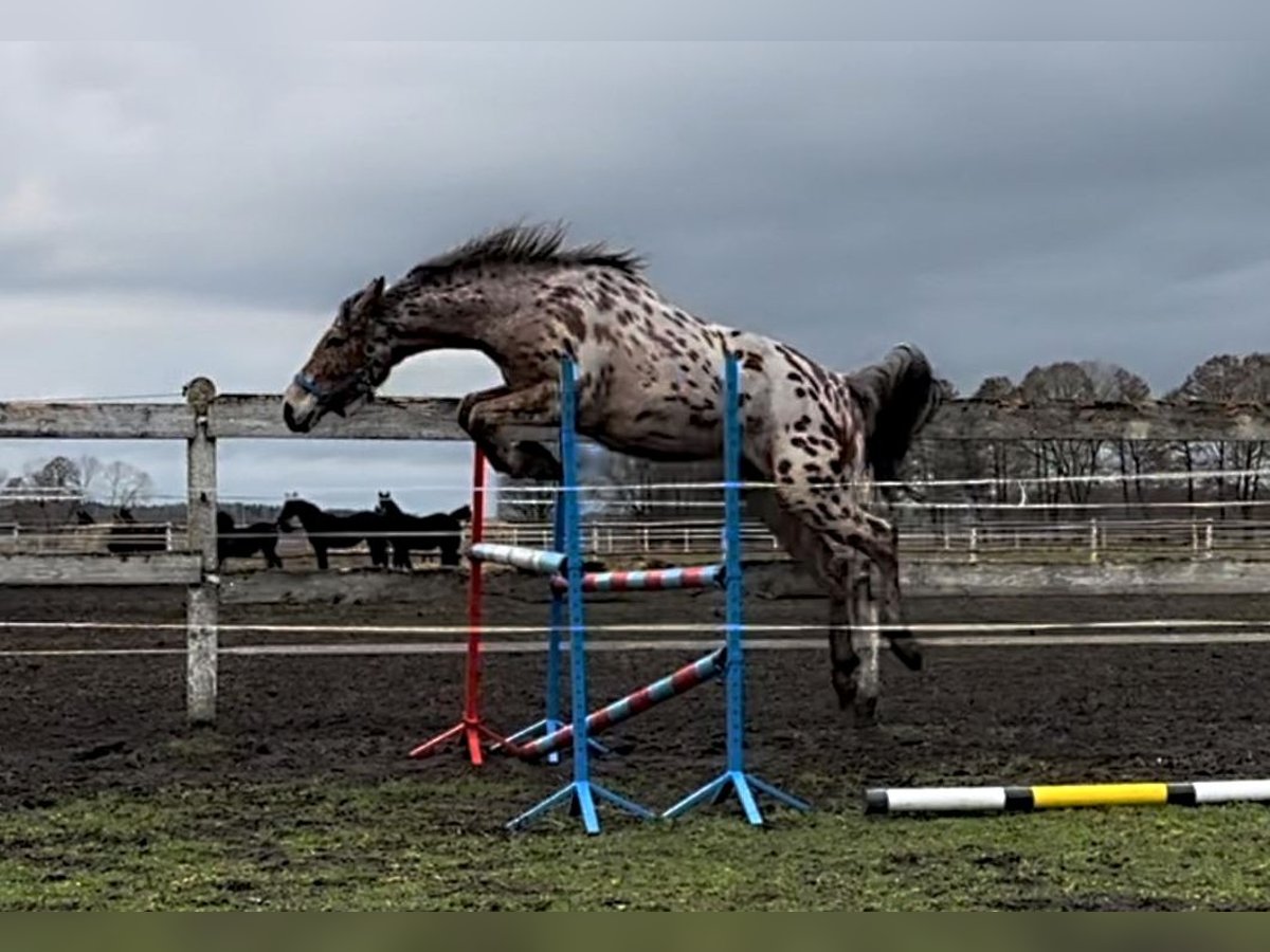 Media sangre polaco Caballo castrado 3 años 165 cm Atigrado/Moteado in Santok