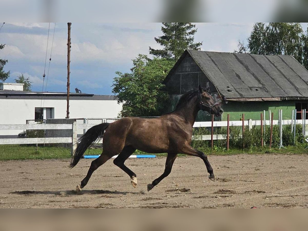 Media sangre polaco Caballo castrado 3 años Castaño in słupsk