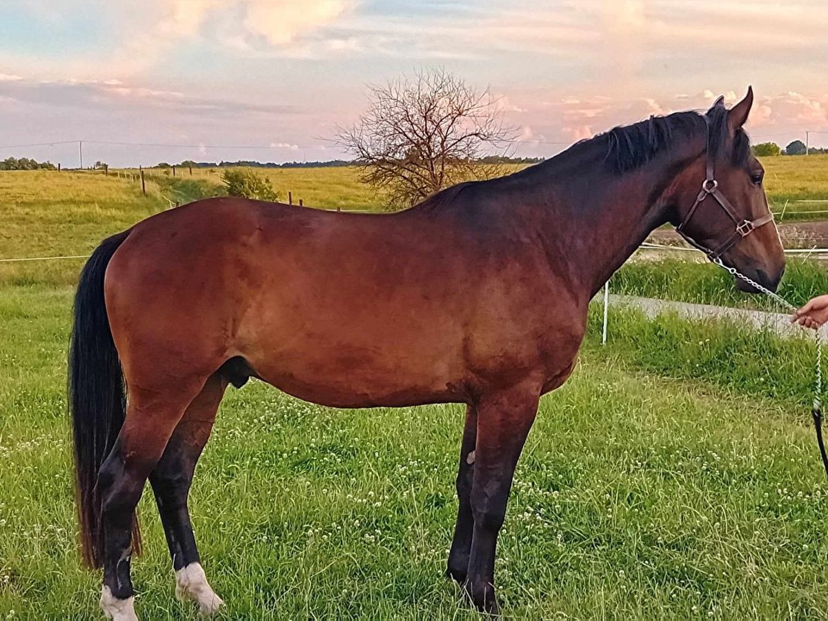 Media sangre polaco Caballo castrado 3 años Castaño in Iwaniska