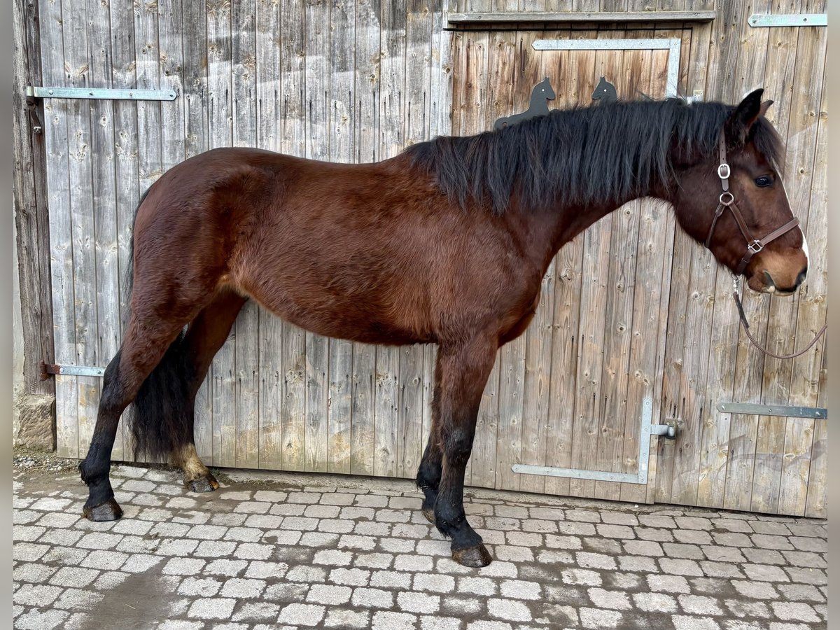 Media sangre polaco Caballo castrado 4 años 160 cm Castaño in Zierenberg