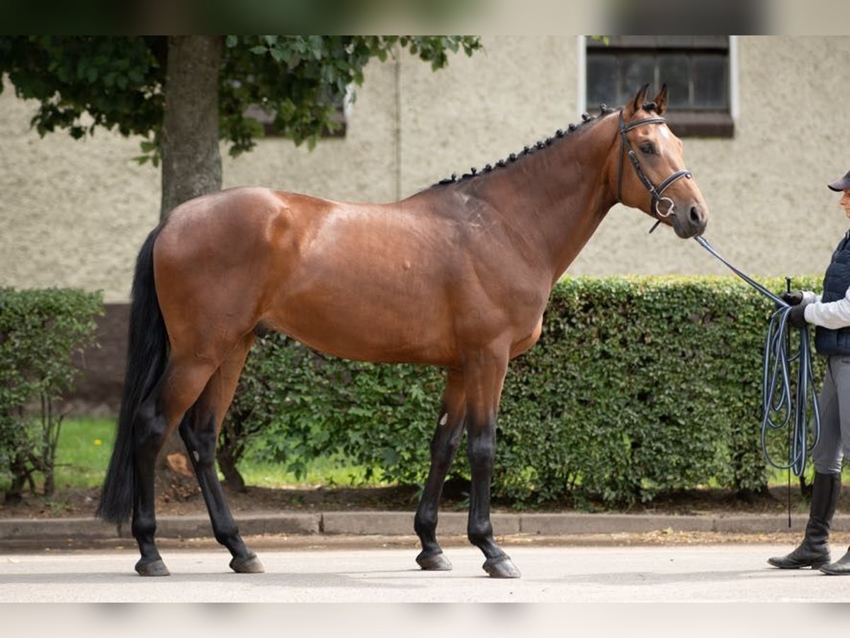 Media sangre polaco Caballo castrado 4 años 163 cm in Poznań