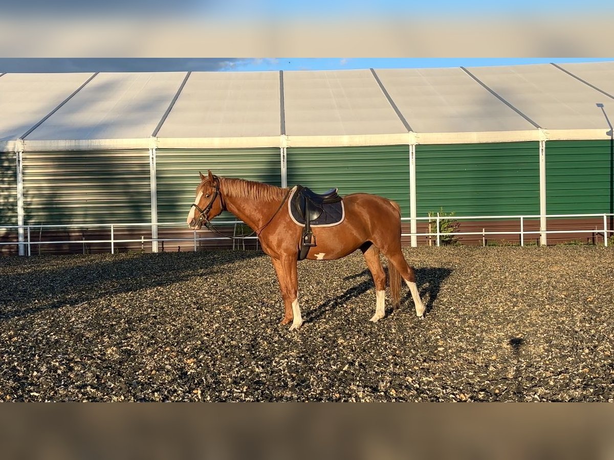 Media sangre polaco Caballo castrado 4 años 164 cm Alazán in Strzeszyn