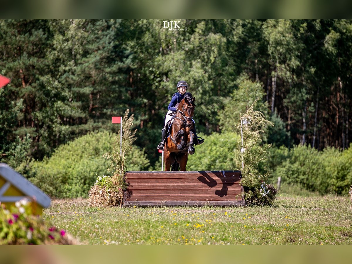 Media sangre polaco Caballo castrado 4 años 165 cm Castaño in Koszalin