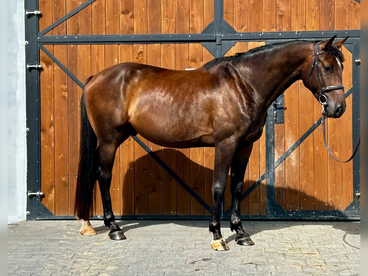 Media sangre polaco Caballo castrado 4 años 165 cm Castaño oscuro in Stękiny