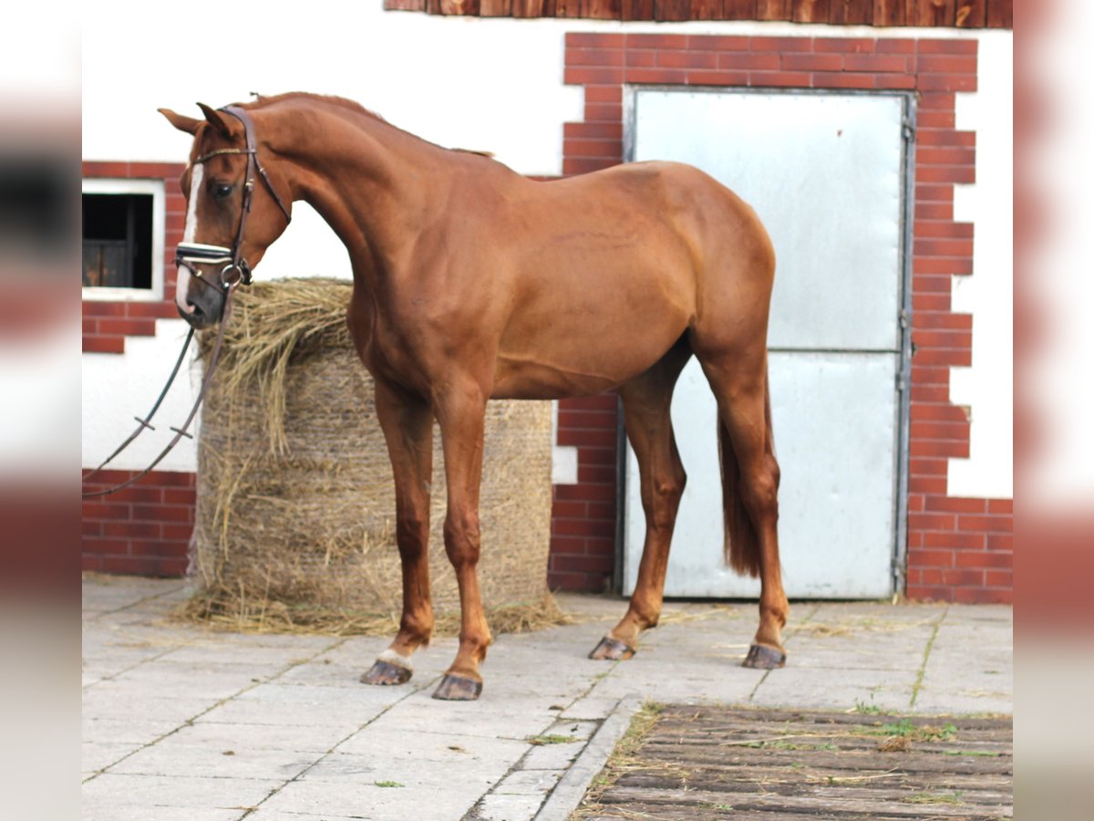 Media sangre polaco Caballo castrado 4 años 168 cm Alazán in Imielin