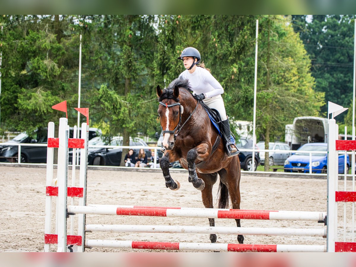 Media sangre polaco Caballo castrado 4 años 168 cm Castaño in Rudnik