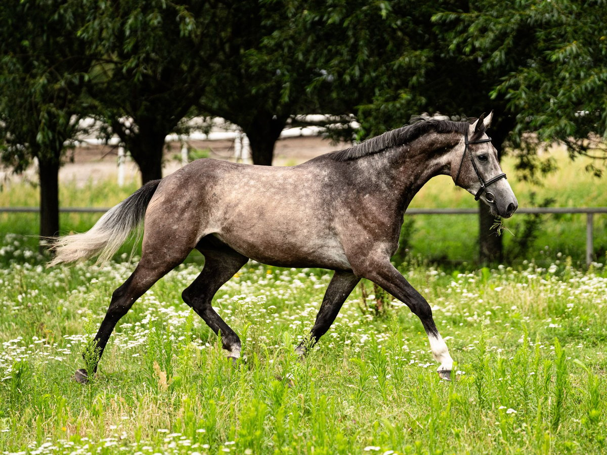 Media sangre polaco Caballo castrado 4 años 168 cm Tordo in BałdońGodziesze