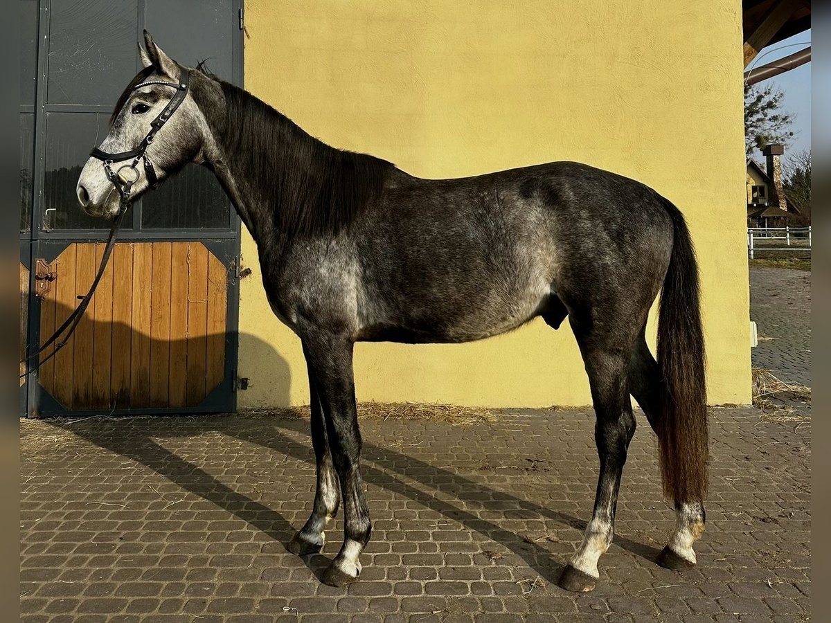 Media sangre polaco Caballo castrado 4 años 171 cm Tordo in Santok