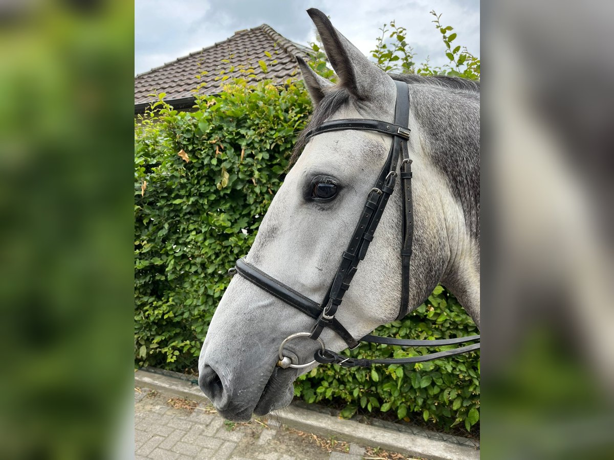 Media sangre polaco Caballo castrado 5 años 155 cm Tordo in Einbeck