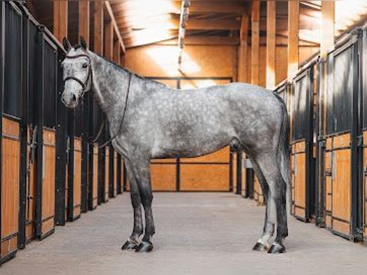 Media sangre polaco Caballo castrado 5 años 163 cm Tordo in Rybnik