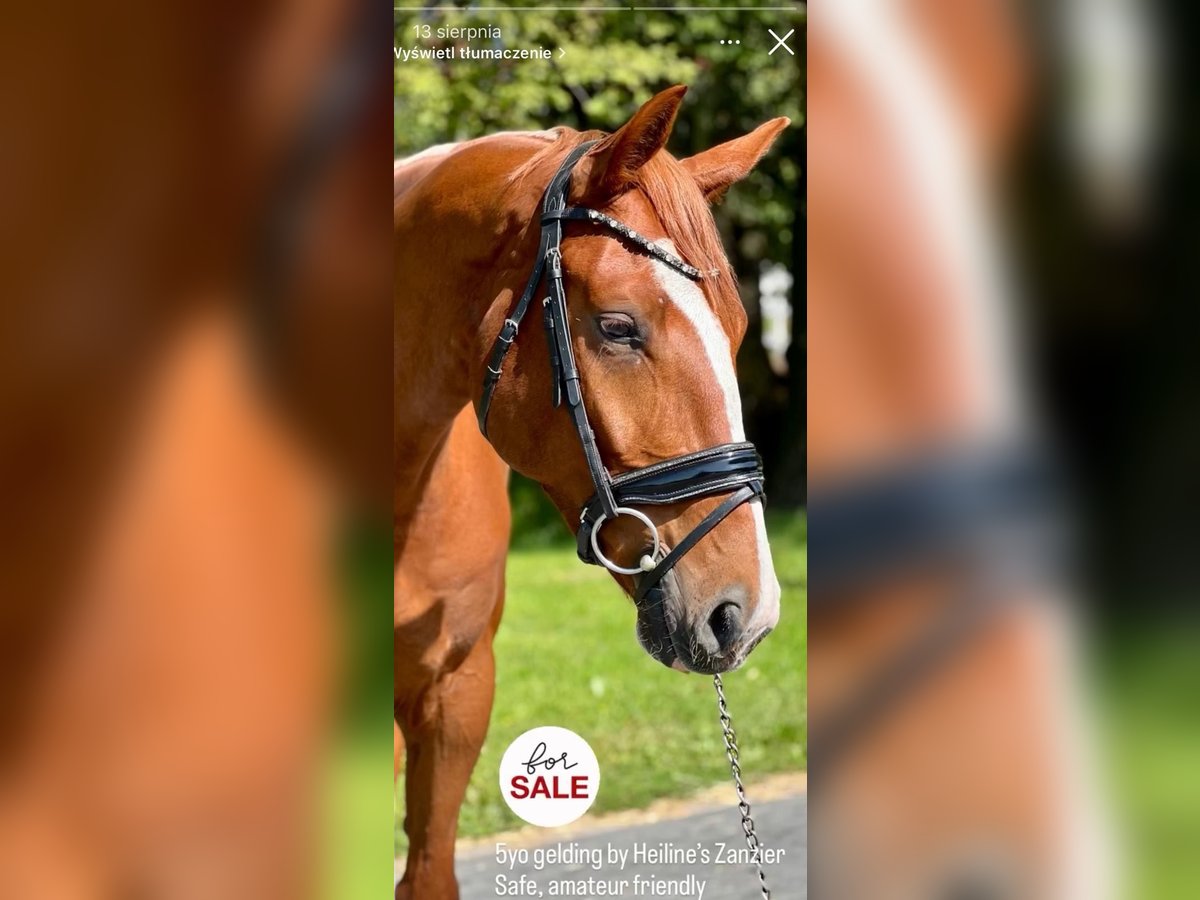 Media sangre polaco Caballo castrado 5 años 168 cm Alazán in Stryk&#xF3;w