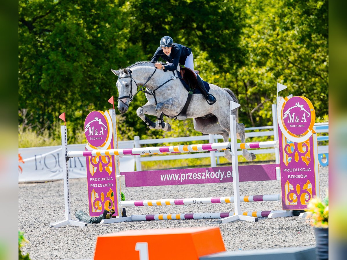 Media sangre polaco Caballo castrado 5 años 168 cm Tordo rodado in Pierściec