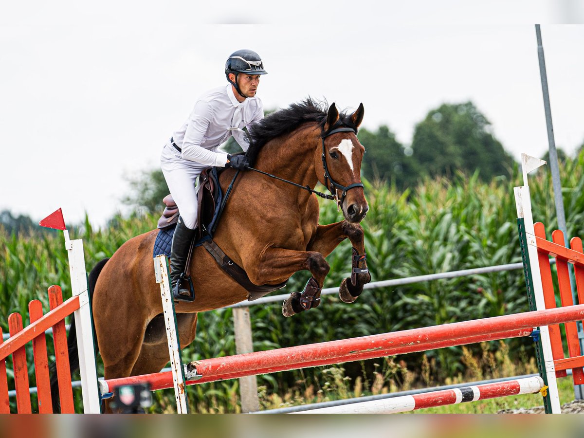 Media sangre polaco Caballo castrado 5 años 176 cm Castaño in korpysy