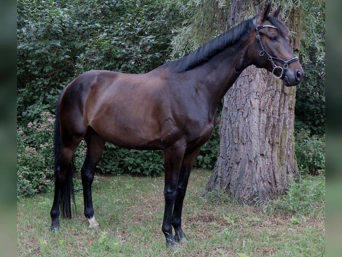 Media sangre polaco Caballo castrado 6 años 164 cm Castaño oscuro in Bia&#x142;a Podlaska