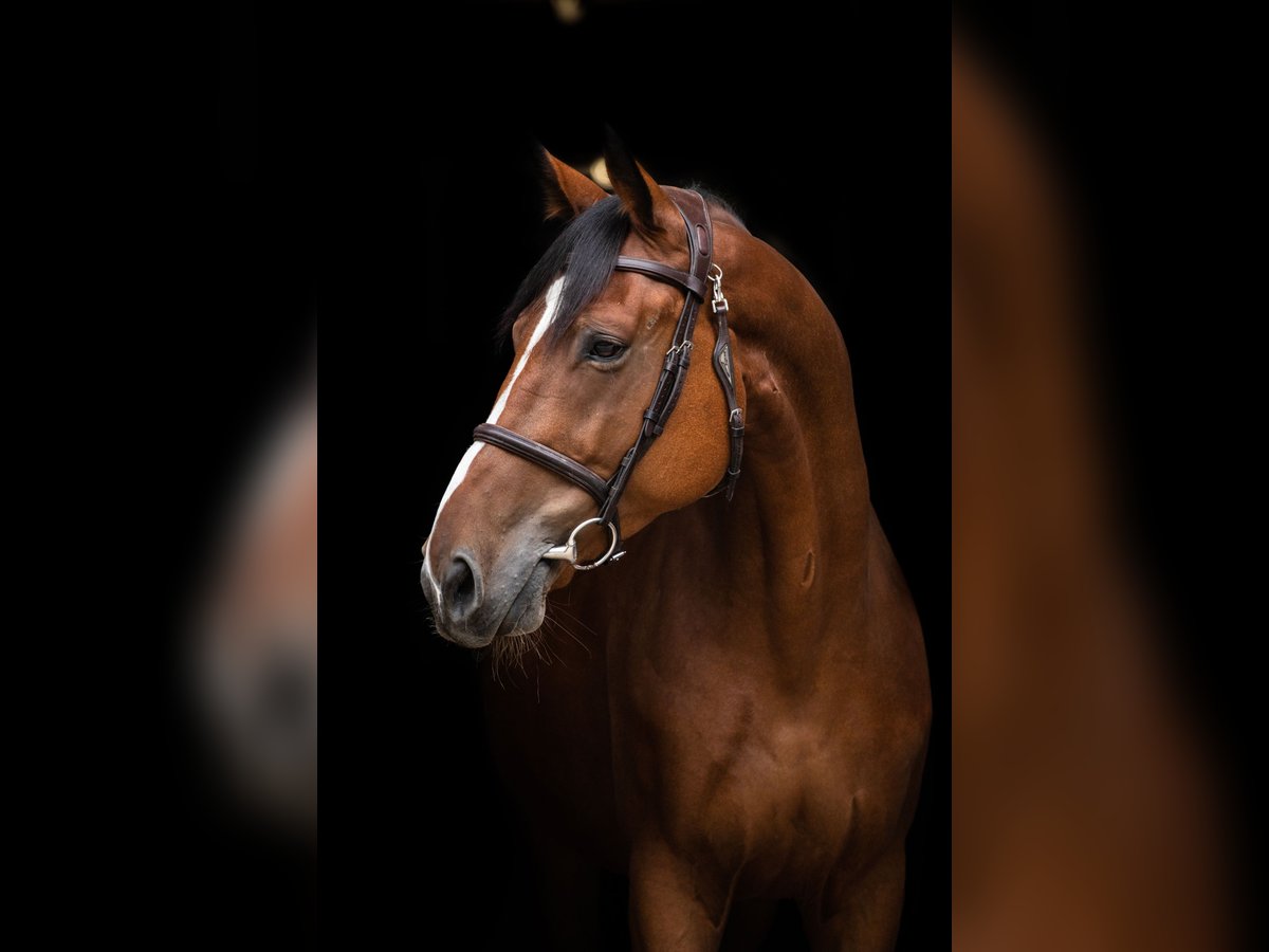 Media sangre polaco Caballo castrado 6 años 167 cm Castaño in Pobiedziska