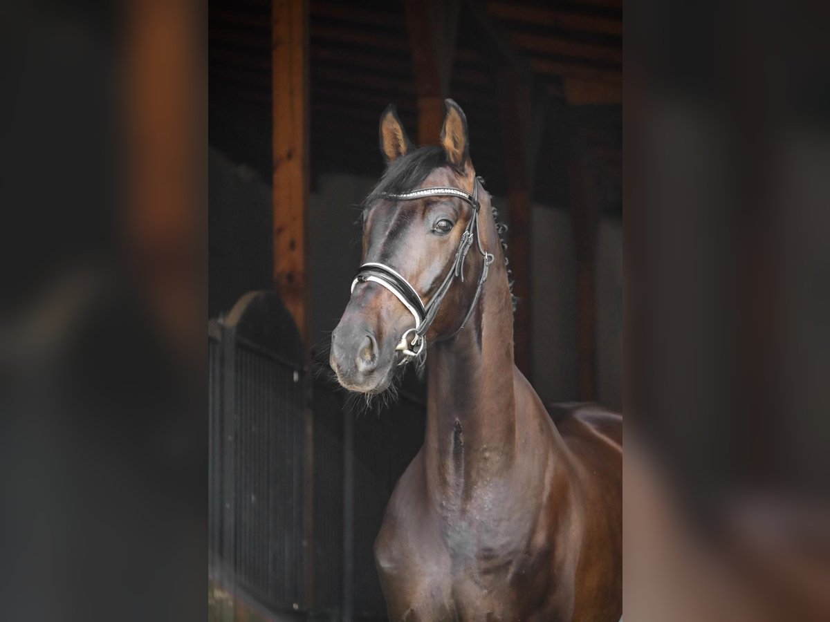 Media sangre polaco Caballo castrado 6 años 173 cm Morcillo in Łazy