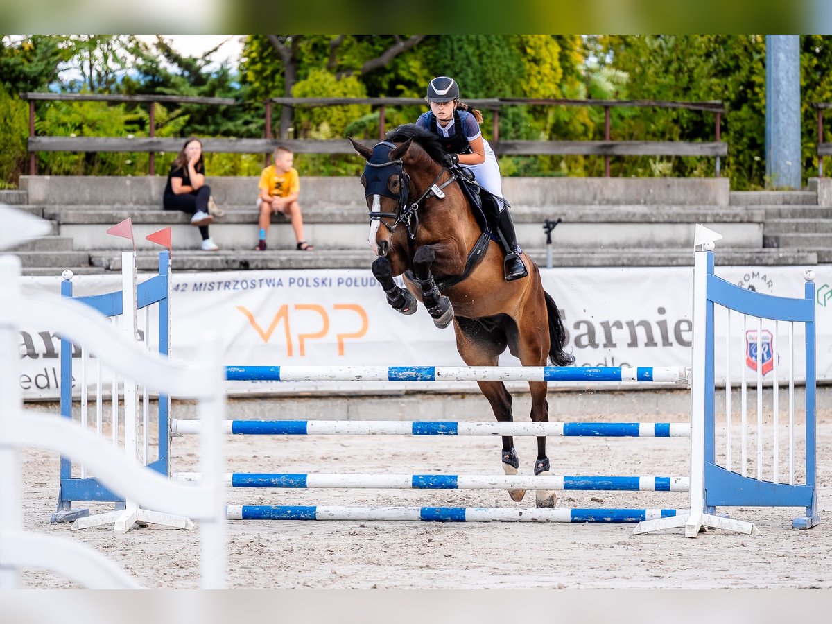 Media sangre polaco Caballo castrado 6 años 178 cm Castaño rojizo in &#x17B;ywiec