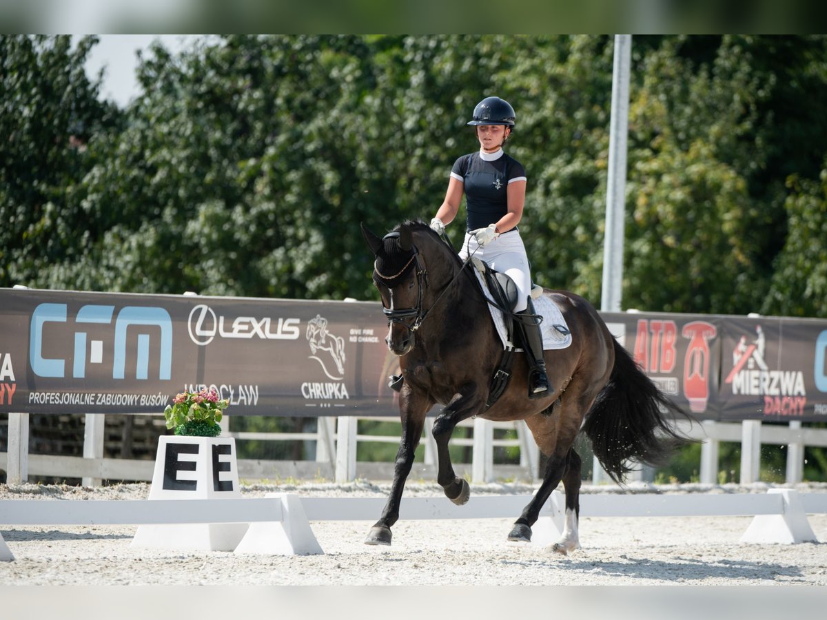 Media sangre polaco Caballo castrado 7 años 160 cm Castaño rojizo in Gościszów Media sangre polaco Caballo castrado 7 años 160 cm Castaño rojizo in Gościszów