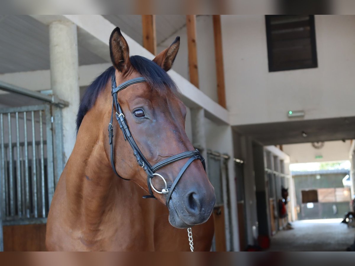 Media sangre polaco Caballo castrado 7 años Castaño rojizo in Prażmów