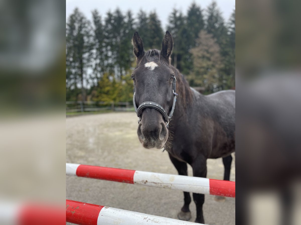 Media sangre polaco Caballo castrado 8 años 160 cm Negro in Eugendorf