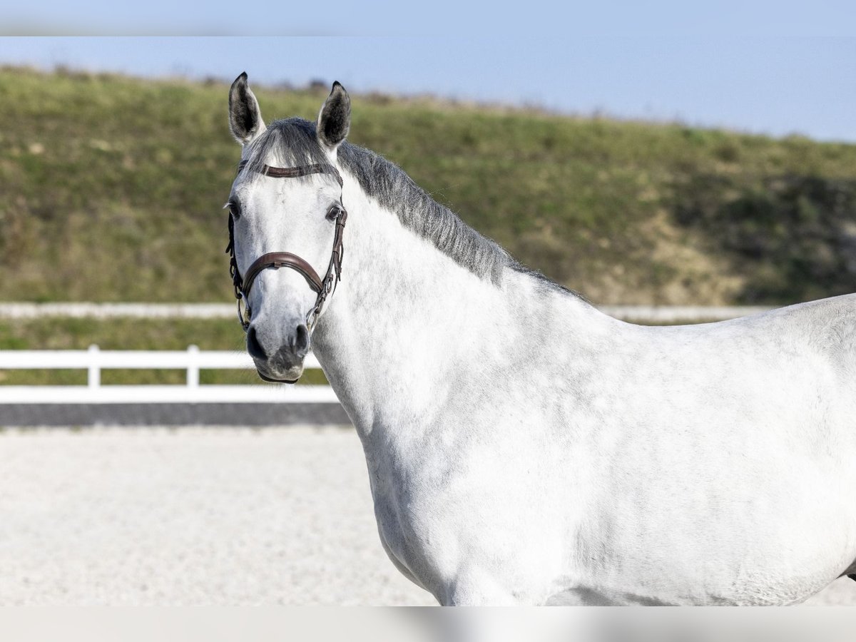 Media sangre polaco Caballo castrado 8 años 166 cm Tordo in Mosina