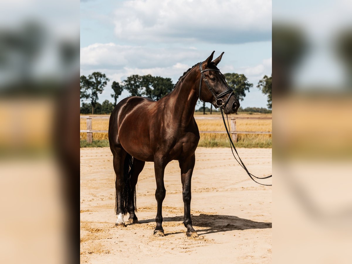 Media sangre polaco Caballo castrado 8 años 168 cm Negro in Skrzatusz