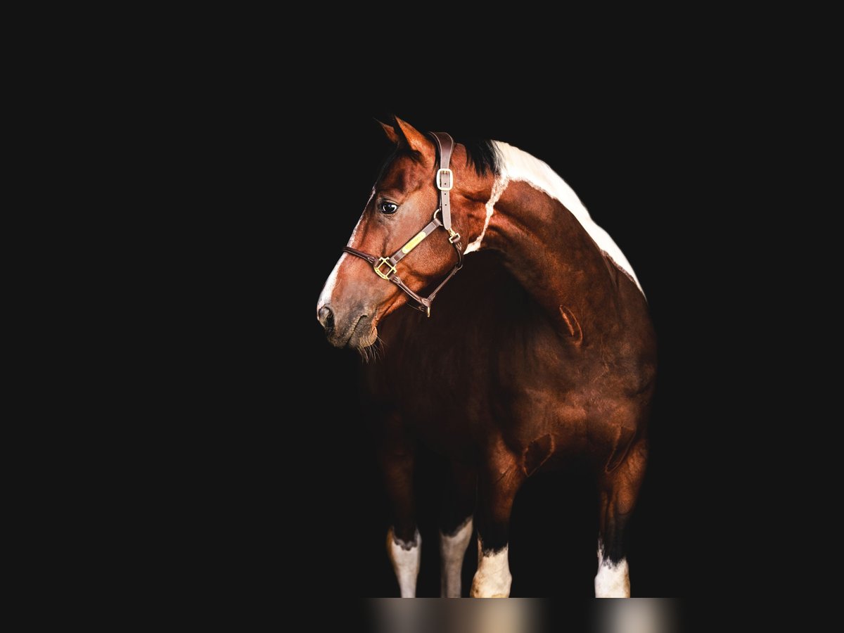 Media sangre polaco Caballo castrado 8 años 168 cm Pío in Słomniki