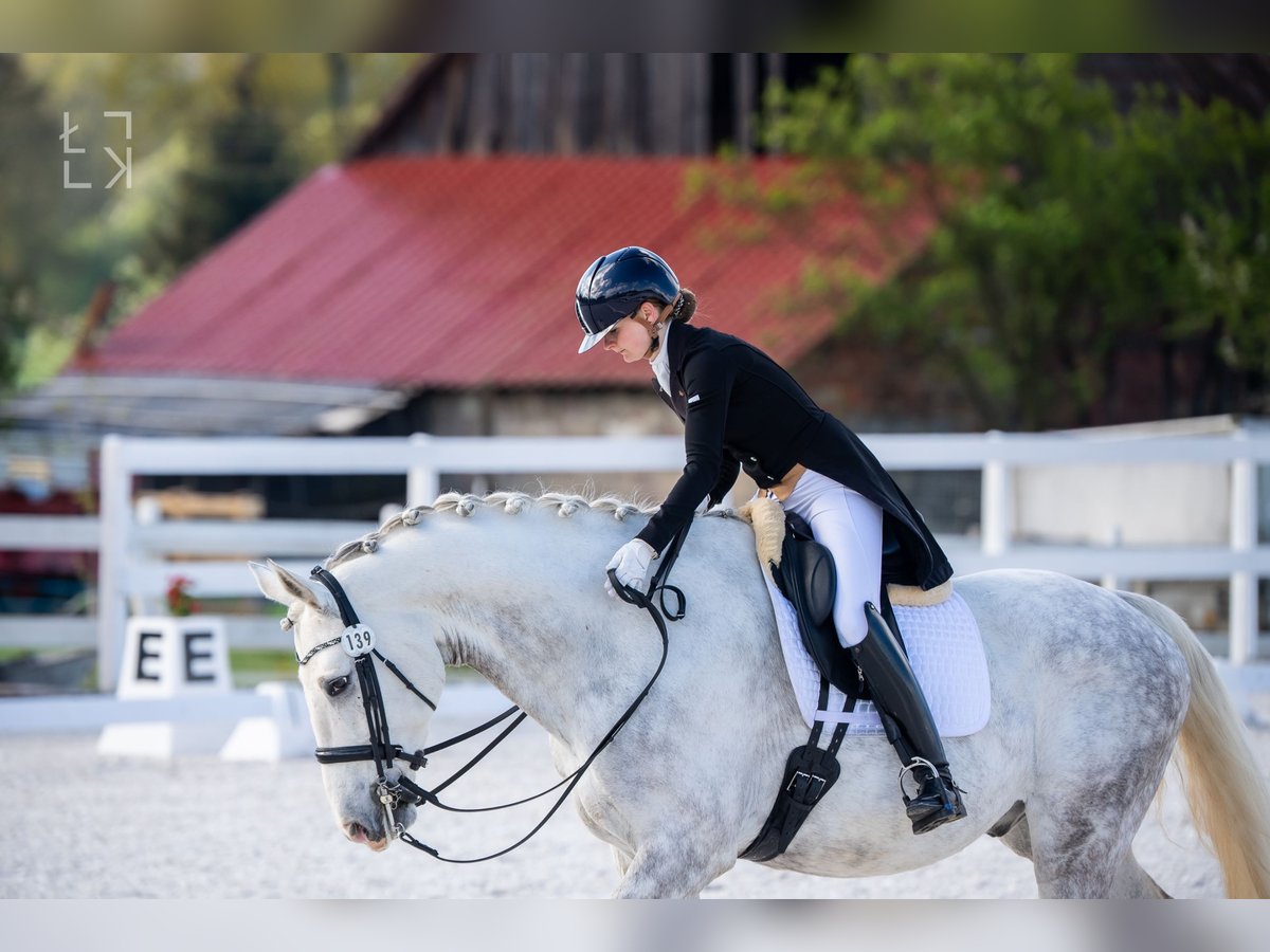 Media sangre polaco Caballo castrado 8 años 172 cm Tordo in Stara Kamienica