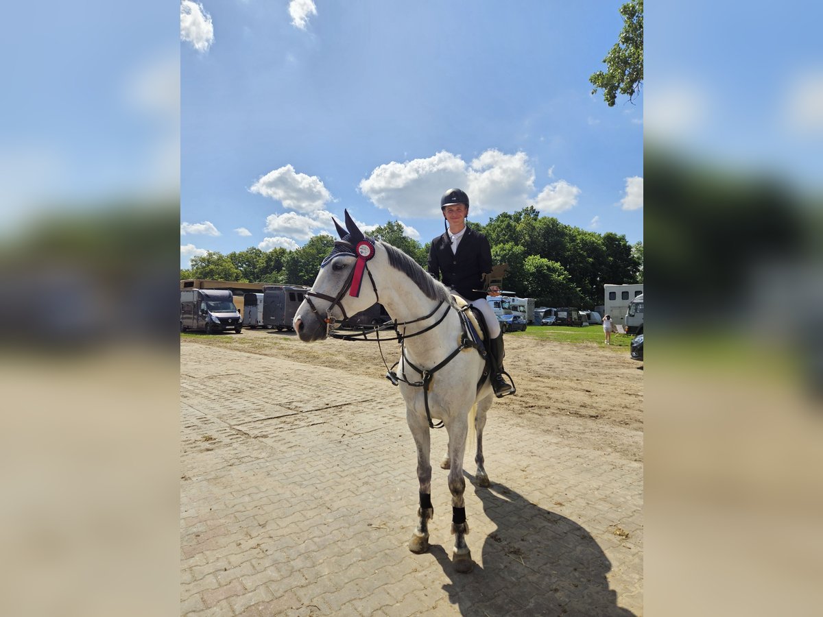 Media sangre polaco Caballo castrado 9 años 165 cm Tordo in Wojnarowice