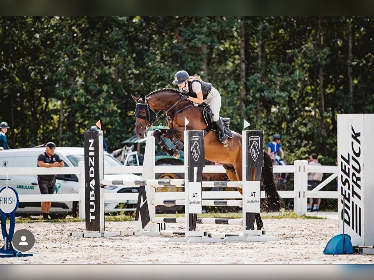 Media sangre polaco Caballo castrado 9 años 173 cm Castaño in Konin