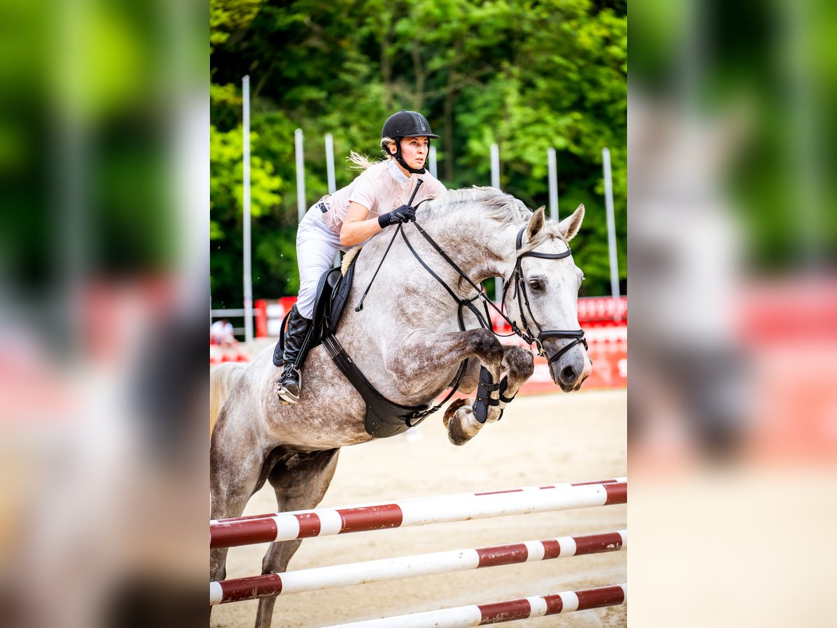 Media sangre polaco Caballo castrado 9 años 180 cm Tordo rodado in Jerzmanowice