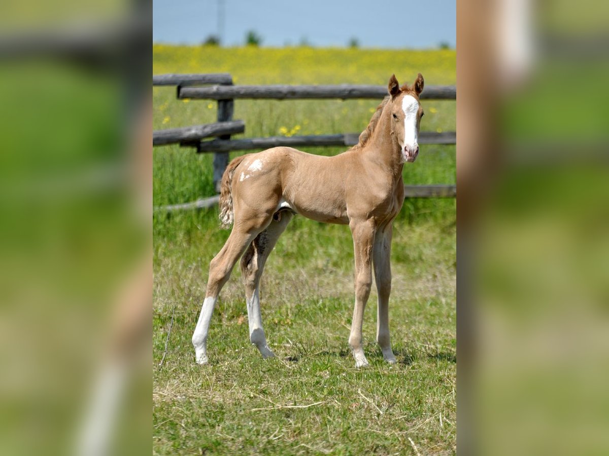 Media sangre polaco Semental  167 cm Palomino in Piecowice