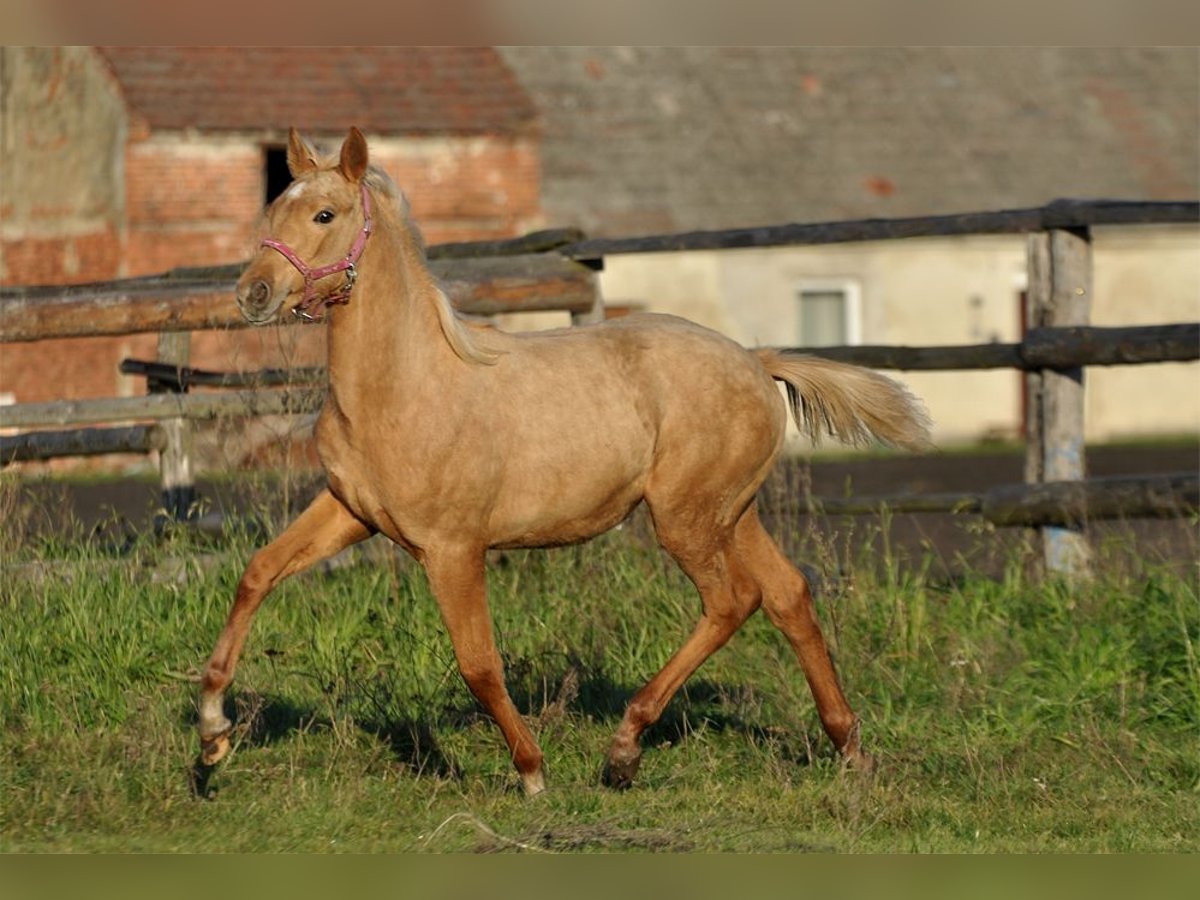 Media sangre polaco Yegua 1 año 168 cm Palomino in Kamieniec Wrocławski