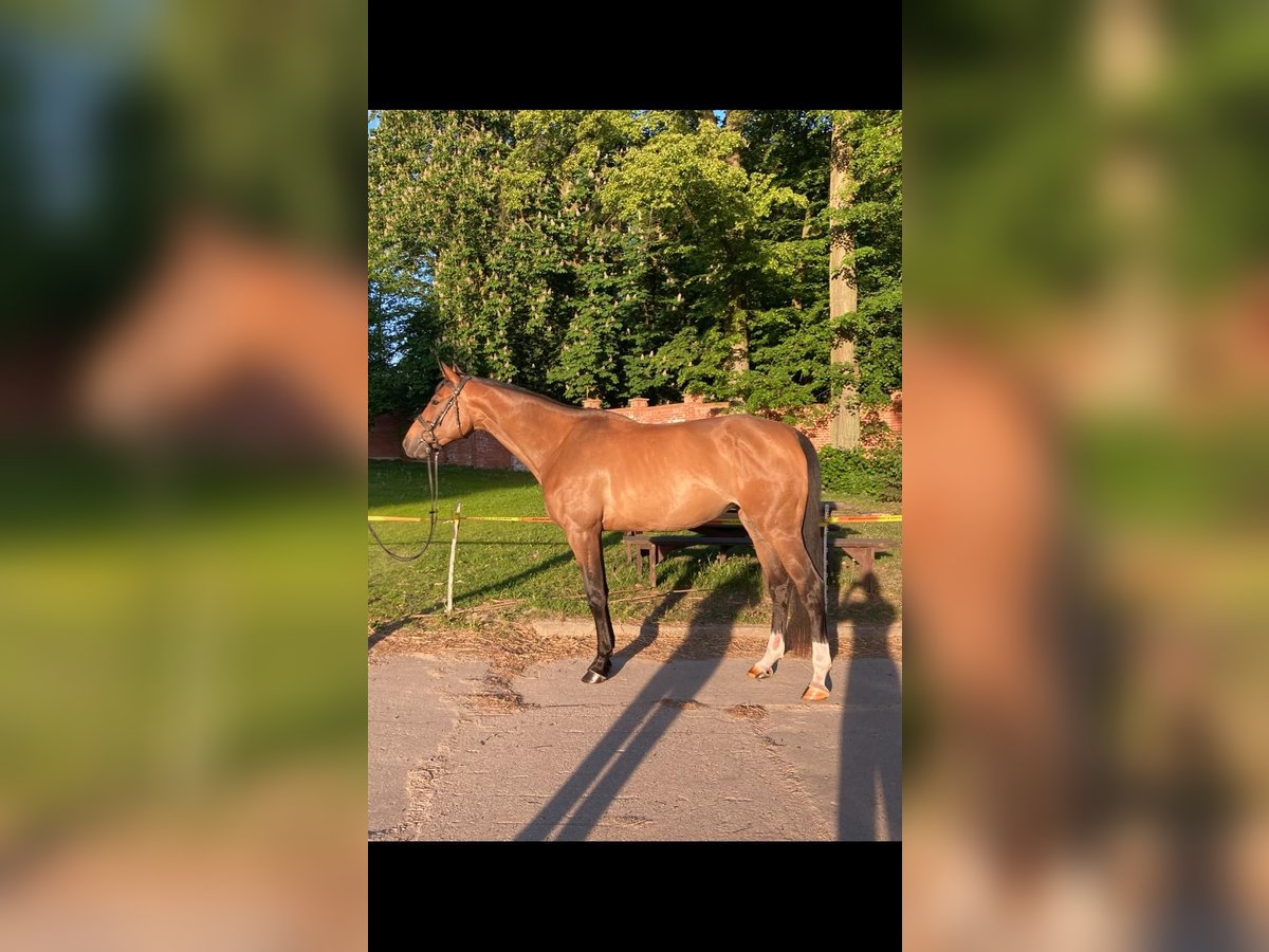 Media sangre polaco Yegua 4 años 170 cm in Kalinowo