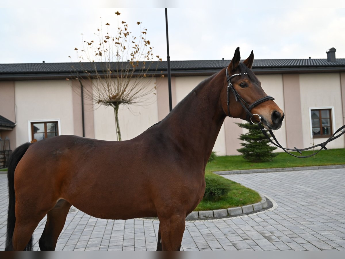 Media sangre polaco Yegua 6 años 162 cm Castaño in Jeżów