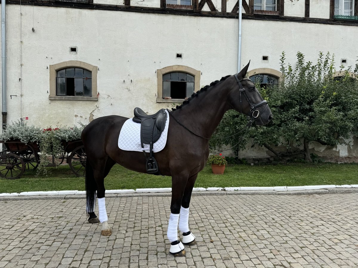 Media sangre polaco Yegua 6 años 170 cm Negro in Wałbrzych