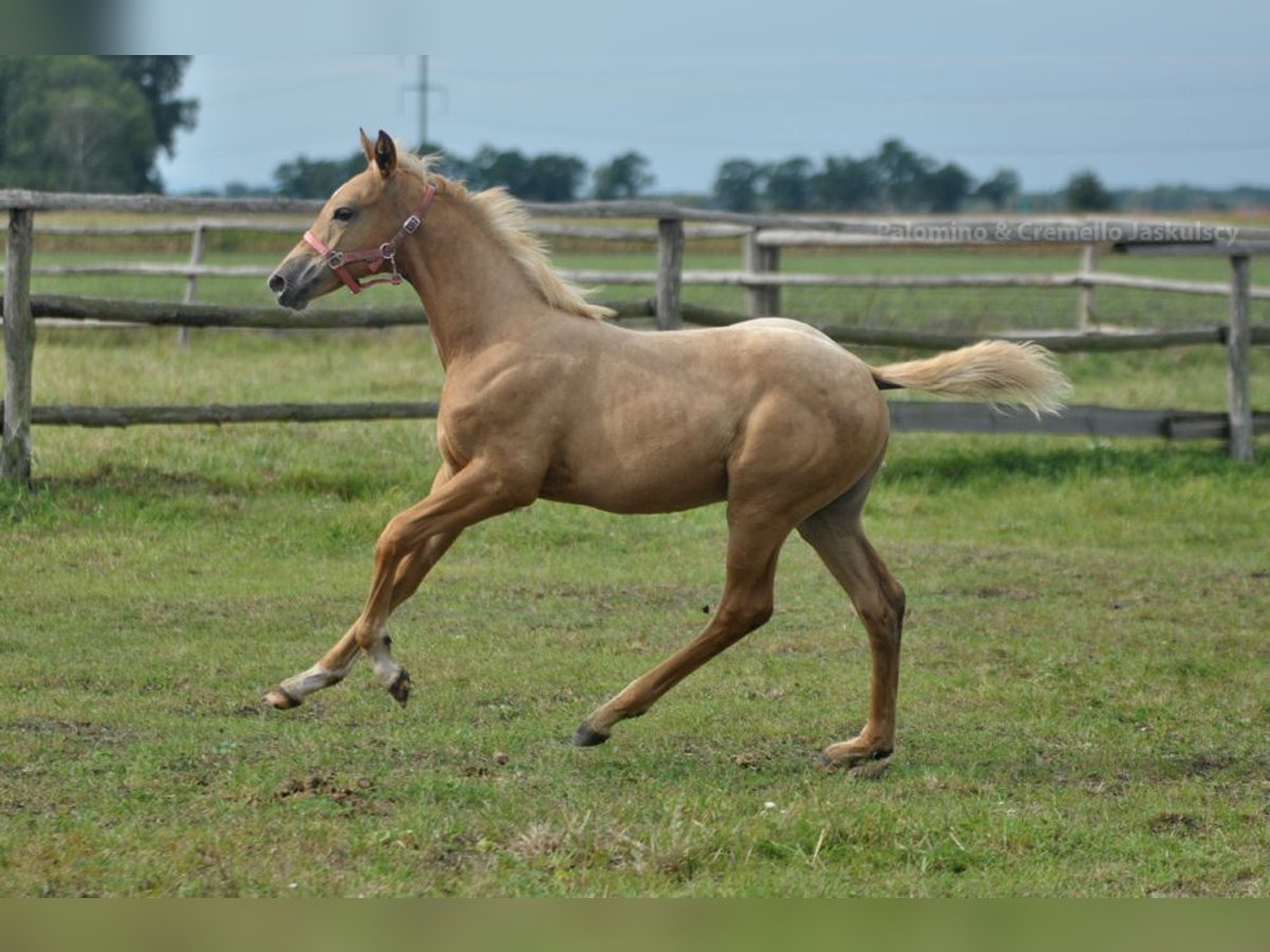 Media sangre polaco Yegua Potro (05/2024) 168 cm Palomino in Kamieniec Wrocławski