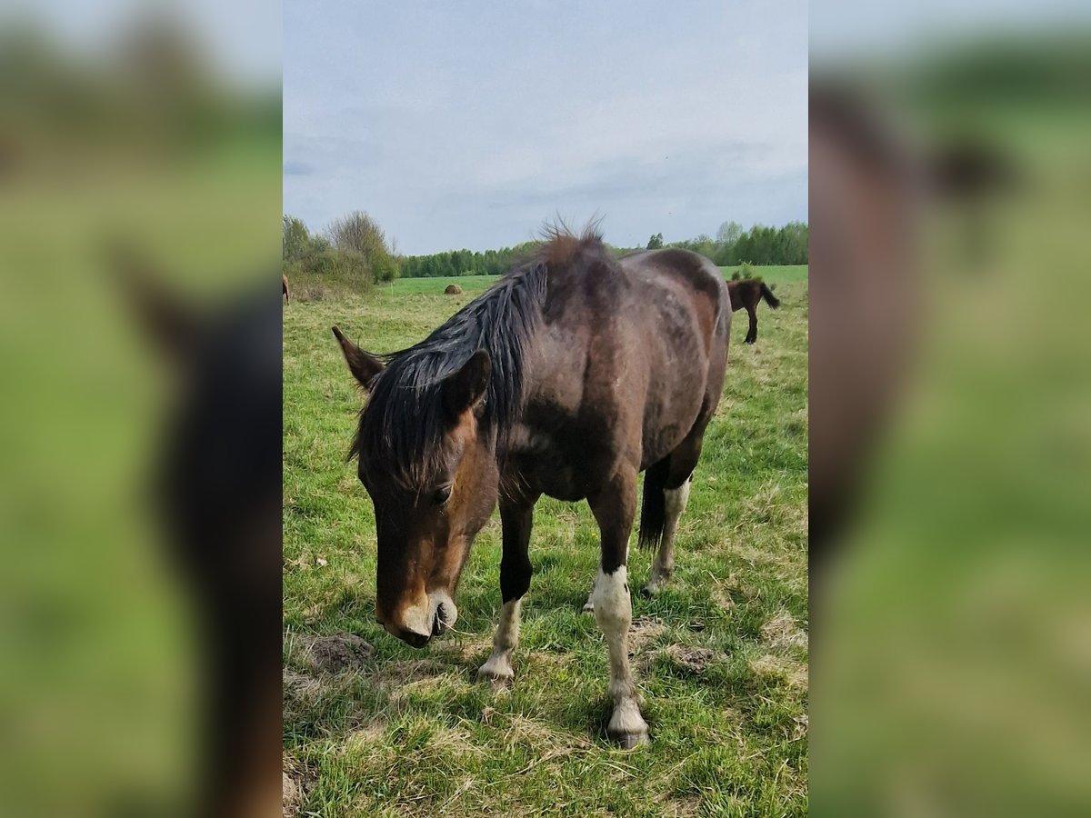 Meer koudbloeden Mix Hengst 2 Jaar 160 cm Roodbruin in Kołobrzeg