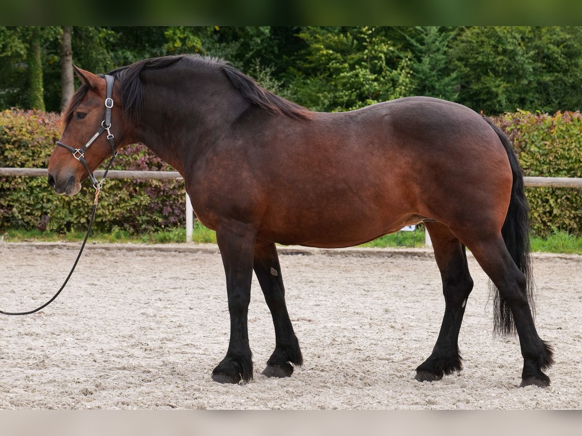 Meer koudbloeden Merrie 12 Jaar 160 cm Donkerbruin in Neustadt (Wied)