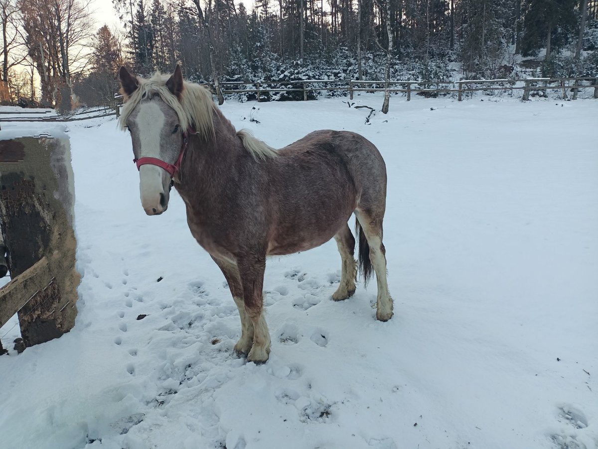 Meer koudbloeden Merrie 2 Jaar Rood schimmel in Stężyca