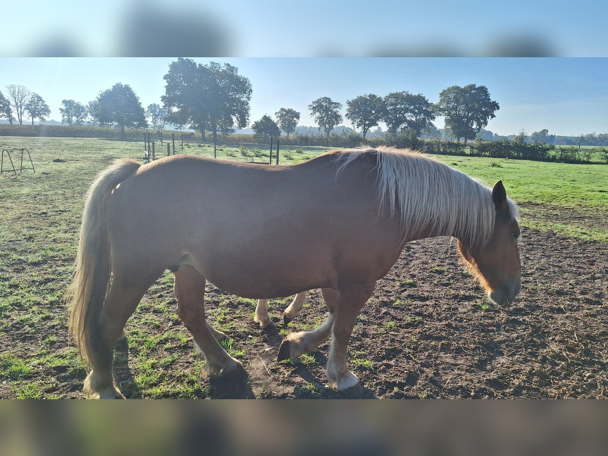 Meer koudbloeden Merrie 5 Jaar Vos in Ulicoten