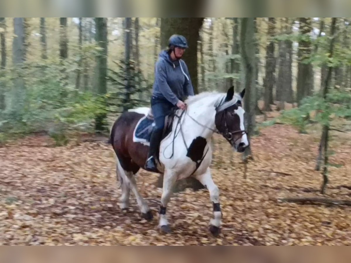 Meer koudbloeden Merrie 6 Jaar 160 cm Gevlekt-paard in Braunschweig